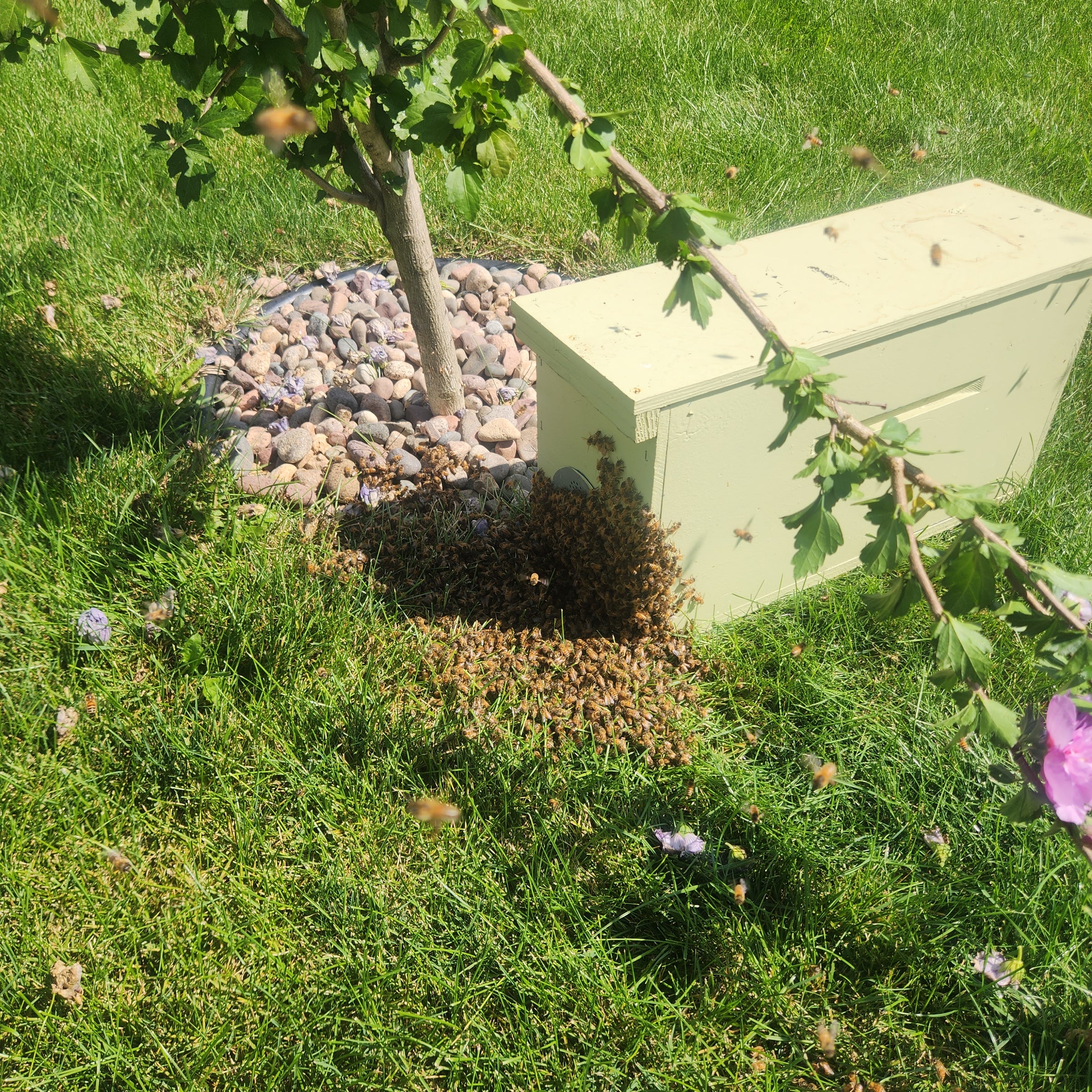 Swarm Removal (Bee Relocation) | Country View Honey